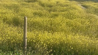 Terreno em Évora
