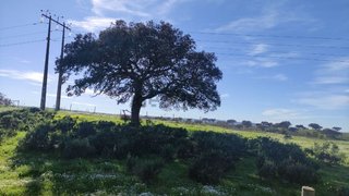 Land for sale in Almodôvar, Portugal — €20,000