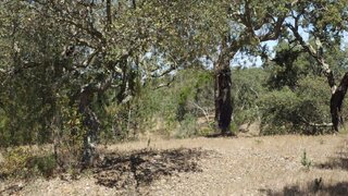Land for sale in Grândola, Portugal — €550,000