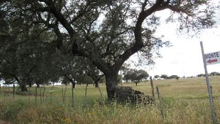 Terreno em Elvas
