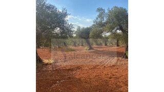 Terreno · 10 000 m² · 15 000 €