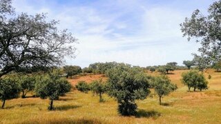 Land for sale in Ourique, Portugal — €75,000