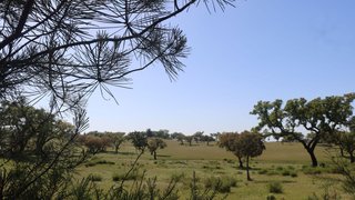 Land for sale in Ponte de Sor, Portugal — €990,000