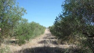 Land for sale in Campo Maior, Portugal — €30,000