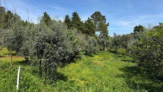 Land for sale in Coimbra, Portugal — €39,900