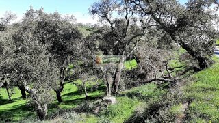 Land for sale in Almodôvar, Portugal — €12,500