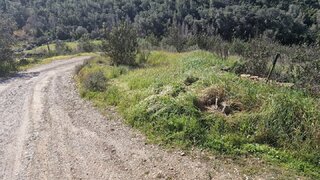 Terreno em Almodôvar