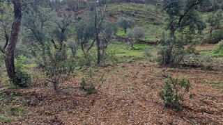 Terreno em Almodôvar