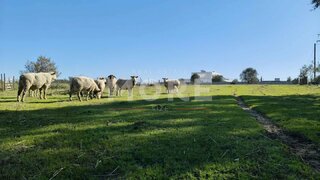 Terreno em Évora · 9500 m² · 600 000 €