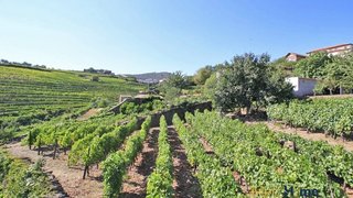 Land for sale in Sabrosa, Portugal — €120,000