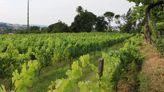 Terreno em Felgueiras · 6000 m² · 165 000 €