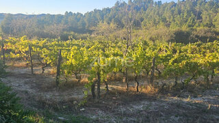 Land for sale in Alijó, Portugal — €15,000