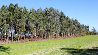 Land for sale in Murtosa, Portugal — €59,000