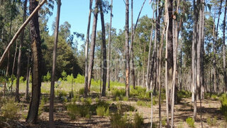 Land for sale in Leiria, Portugal — €9,900