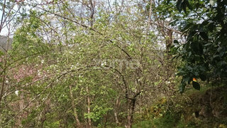 Land for sale in Vieira do Minho, Portugal — €30,000