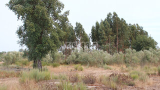 Terreno em Seia · 4550 m² · 14 550 €