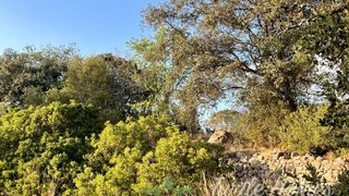 Land for sale in São Brás de Alportel, Portugal — €350,000