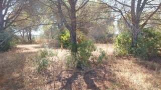 Land for sale in Loulé, Portugal — €36,000