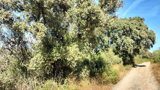 Land for sale in São Brás de Alportel, Portugal — €35,000