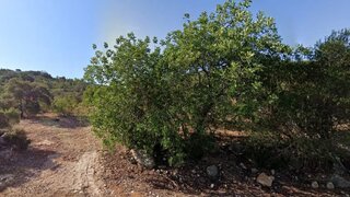 Terreno em Faro · 7320 m² · 40 000 €