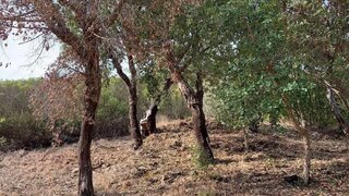 Land for sale in Monchique, Portugal — €30,000