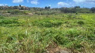 Terreno em Calheta (Madeira)