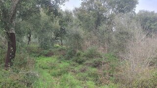Land for sale in Tomar, Portugal — €6,500