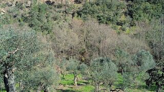 Terreno de 2000 m² em Castelo Branco