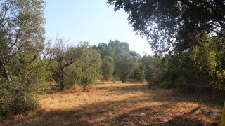 Terreno em Castelo Branco · 3080 m² · 15 000 €