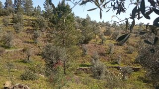 Terreno de 8000 m² em Castelo Branco