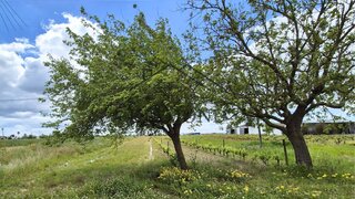 Land for sale in Almeirim, Portugal — €55,000