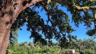 Land for sale in Pedrógão Grande, Portugal — €60,000