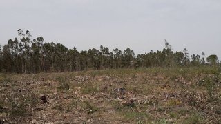 Land for sale in Salvaterra de Magos, Portugal — €50,000