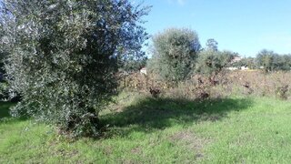Land for sale in Ourém, Portugal — €30,000
