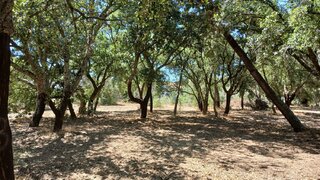 Terreno em Santarém · 10 000 m² · 40 600 €