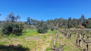 Land for sale in Tomar, Portugal — €7,000