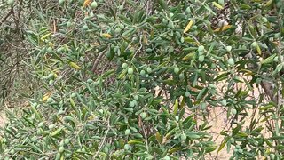 Land for sale in Torres Novas, Portugal — €14,000