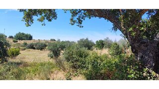 Terreno em Idanha-a-Nova · 5000 m² · 25 000 €