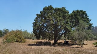 Land for sale in Tomar, Portugal — €2,500