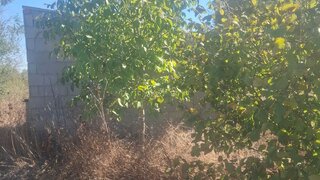 Terreno em Tomar · 17 640 m² · 18 500 €