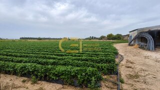 Land for sale in Alpiarça, Portugal — €40,000