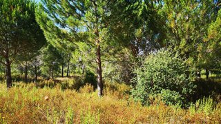Land for sale in Tomar, Portugal — €60,000