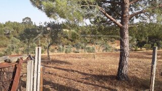Terreno de 4900 m² em Castelo Branco