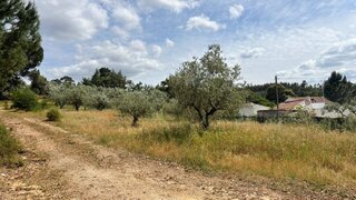 Terreno em Chamusca