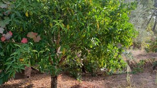 Terreno de 6840 m² em Castelo Branco