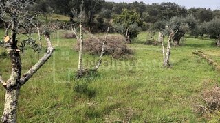 Terreno de 5000 m² em Castelo Branco