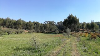 Terreno de 11 000 m² em Santarém
