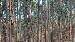 Land for sale in Porto de Mós, Portugal — €130,000