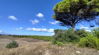 Terreno em Santarém · 80 000 m² · 145 000 €