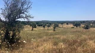 Terreno para venda em Idanha-a-Nova, Portugal — 25 000 €